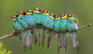 Catterpillarbirds.jpg