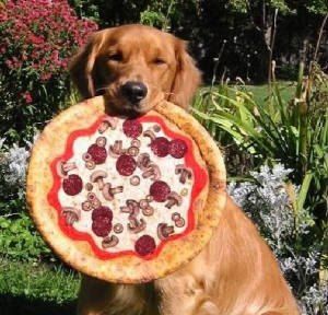 pizzadog-1a.jpg